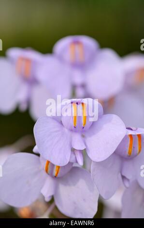 Bladderwort (utricularia reniformis) Foto Stock