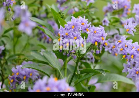 Nightshade cileno (solanum crispum 'glasnevin') Foto Stock