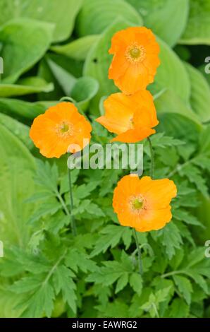 Welsh poppy (meconopsis cambrica 'aurantiaca') Foto Stock