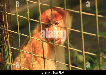 In via di estinzione proboscide di scimmia (Nasalis larvatus) in Lok Kawi Wildlife Park, Borneo Foto Stock