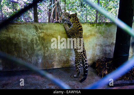 Un confiscati Jaguar incontra un altro per la prima volta dopo che vivono in un ambiente urbano. Foto Stock