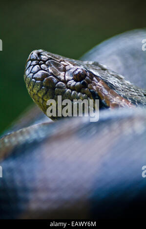 La testa di scalata di un verde Anaconda coetanei dalle sue grandi bobine muscolare. Foto Stock