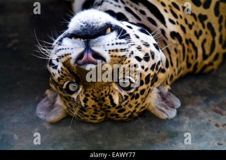 Una Jaguar stare sdraiato sulla schiena in concreto la gabbia zoo nel bacino amazzonico. Foto Stock