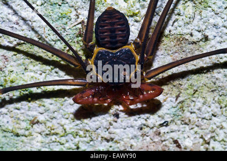 Una frusta tailless scorpion cerca le prede sul tronco di un albero nella foresta amazzonica. Foto Stock
