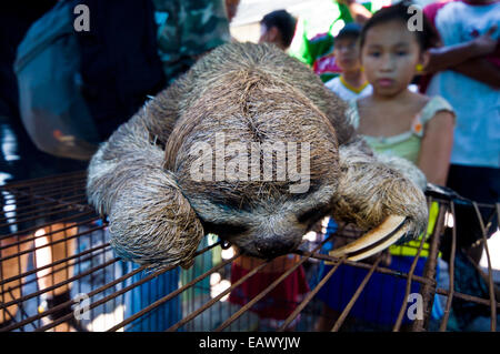 Un bambino di colore marrone-throated il bradipo in vendita in un illegale del mercato nero. Foto Stock