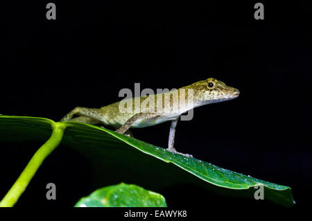 Un esile Amazon anole arroccato su una foglia nella foresta amazzonica. Foto Stock