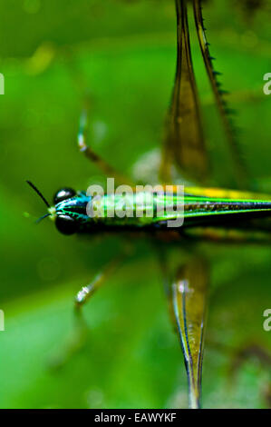 Gli occhi di un colorato Monkey Grasshopper appoggiata su una foglia nella foresta amazzonica. Foto Stock