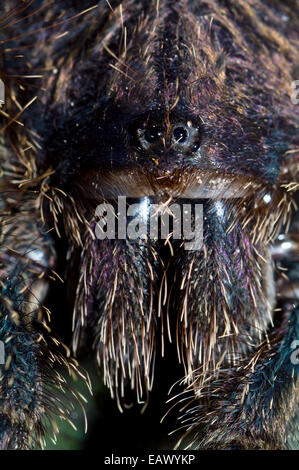 Occhi minaccioso peer dalla faccia pelose di un peruviano pinktoe tarantula al di sopra di un set di chelicerae. Foto Stock