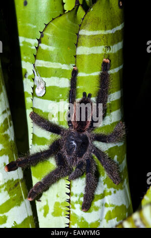 Un peruviano pinktoe tarantula scendendo le strisce di tronco di un bromeliad. Foto Stock