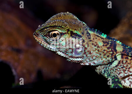 La testa colorata di squame e timpano di un legno di Amazon Lizard la caccia sul suolo della foresta pluviale. Foto Stock