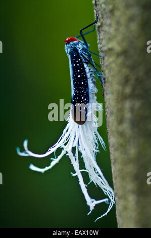 Un Waxitailed Planthopper sono ' appollaiati su un vitigno appeso il baldacchino della foresta pluviale tree. Foto Stock