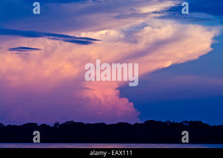 Una fiammante rosa thunderhead storm moduli sopra una foresta pluviale tropicale tettoia dopo il tramonto. Foto Stock
