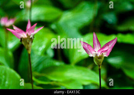 Abbagliamento di fiori di colore rosa emergono dal suolo della foresta pluviale per aggiungere colore al sottobosco. Foto Stock