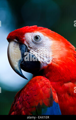 La Sharp e agganciato il becco di un Scarlet Macaw è un potente strumento per l'alimentazione su hard semi e noci. Foto Stock