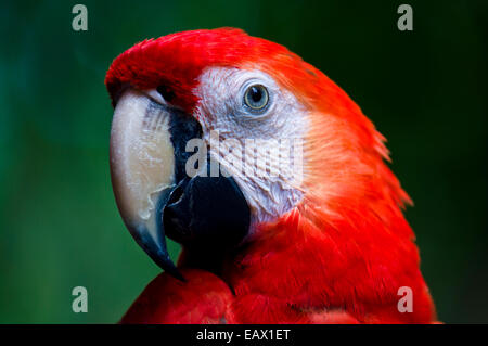La Sharp e agganciato il becco di un Scarlet Macaw è un potente strumento per l'alimentazione su hard semi e noci. Foto Stock