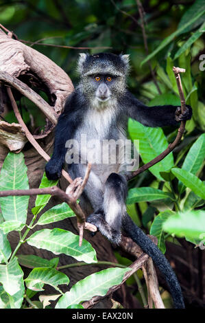 Un curioso Blue Monkey seduto su un ramo in una foresta sempreverde. Foto Stock