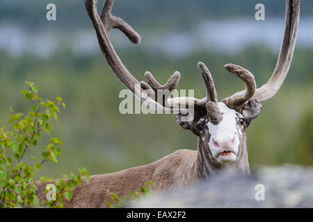 Close up di un giovane buck con una macchia bianca sul suo volto Foto Stock