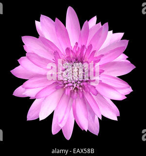 Rosa Conflower fiore in piena fioritura isolati su sfondo nero Foto Stock