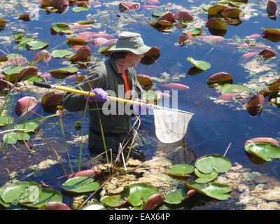 Un ape scienziato raccoglie un campione di pesce per essere analizzati per il mercurio nel parco nazionale delle Everglades durante l'Agenzia per la Protezione Ambientale Everglades Ecosystem Assessment Settembre 10, 2014 in Florida. L'Everglades Ecosystem Assessment Program è un programma di ricerca a lungo termine, il monitoraggio e la valutazione gli sforzi per fornire informazioni scientifiche necessarie per le decisioni di gestione in Everglades restauro. Foto Stock