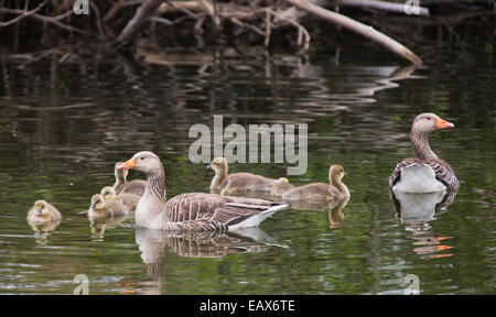 Graylag oche e i giovani sulla Derwent Water, Lake District, UK. Foto Stock