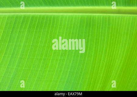 Banana Leaf background Foto Stock