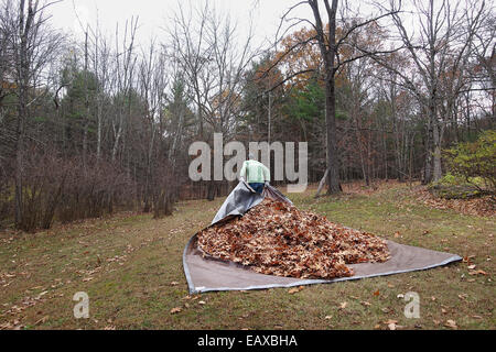 L'uomo tirando tarp con foglie Foto Stock