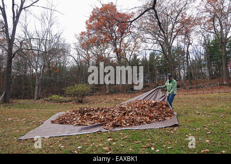L'uomo tirando tarp con foglie Foto Stock