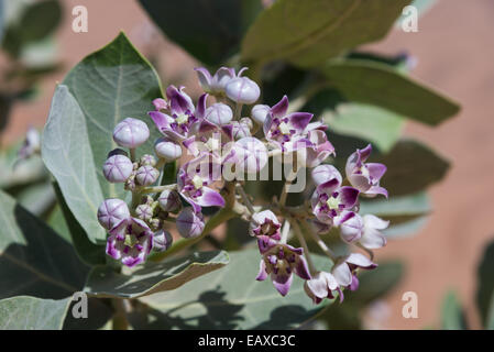 Fiori viola di Sodoma apple milkweed (Calotropis procera) bloom nel deserto. Oman. Foto Stock