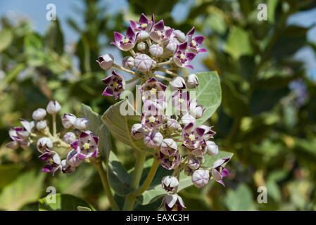Fiori viola di Sodoma apple milkweed (Calotropis procera) bloom nel deserto. Oman. Foto Stock