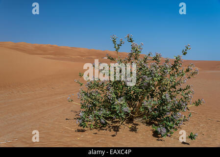 Fiore selvatico (Sodoma apple milkweed, Calotropis procera) bloom nel deserto. Oman Foto Stock