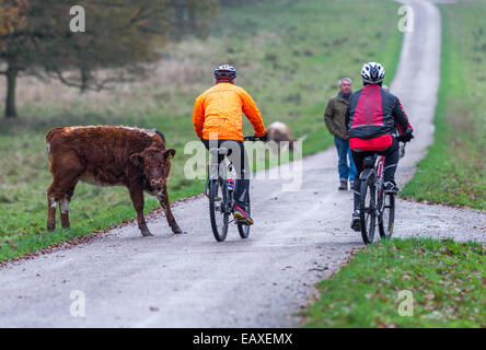 Giovane inglese Longhorn calf su una strada in un Country Park. Foto Stock