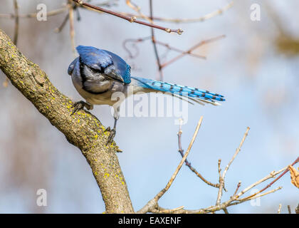 Un Blue Jay appollaiato sul ramo di albero. Foto Stock