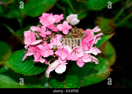 HYDRANGEA, HORTENSIA, TESTA MOP, POM-POM Foto Stock