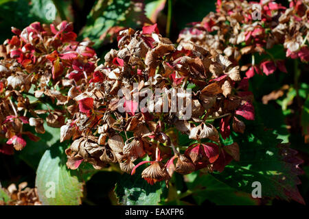 HYDRANGEA, HORTENSIA, TESTA MOP, POM-POM MORENDO Foto Stock