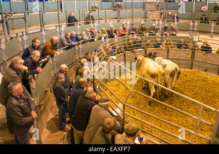 Bakewell Mercato del Bestiame Bakewell Peak District Derbyshire England Regno Unito GB EU Europe Foto Stock