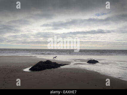 Mothecombe Beach, Devon, con un cane che corre attraverso la sabbia bagnata Foto Stock