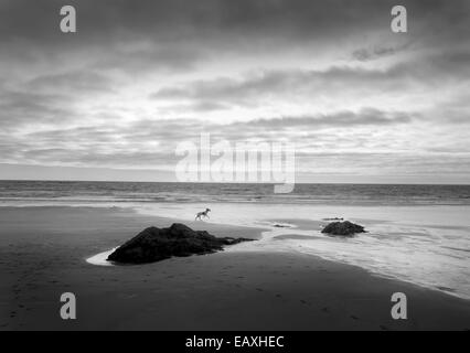 Mothecombe Beach, Devon, con un cane che corre attraverso la sabbia bagnata Foto Stock