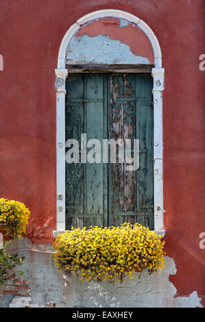 Venezia, Italia. Dettaglio di una finestra con vecchie persiane di legno con vernice verde sbucciante, e una finestra di fiori gialli, su una facciata rossa Foto Stock