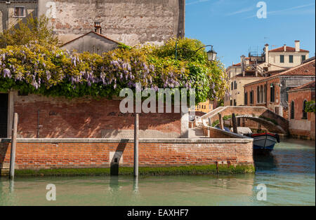 Venezia in primavera - glicine e rose gialle di Banksia crescono su una parete del giardino vicino a un canale (Italia) Foto Stock