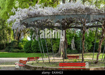 Nei Giardini della Biennale di Venezia, un'antica tribuna è ricoperta di glicine bianco in primavera (Italia) Foto Stock