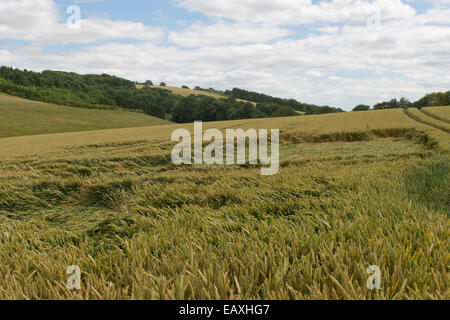 Presentate il raccolto di grano, parzialmente appiattita da una tempesta estiva, Berkshire, Luglio Foto Stock