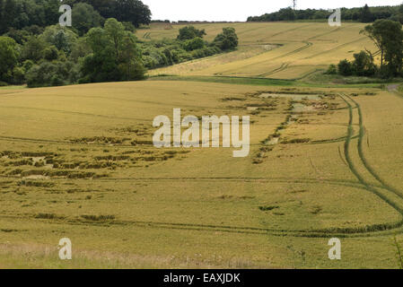 Presentate il raccolto di grano, parzialmente appiattita da una tempesta estiva, Berkshire, Luglio Foto Stock