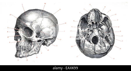Il cranio dell'Homo sapiens, l'umano moderno, rappresenta un aspetto cruciale dell'evoluzione umana. Presenta un cranio arrotondato e caratteristiche facciali distinte, che lo indicano come una specie avanzata nella famiglia degli ominidi. Foto Stock