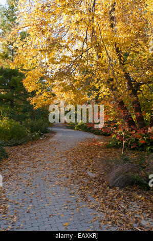 Avvolgimento viale alberato a Olbrich Botanical gardens durante l'autunno in Madison Wisconsin Foto Stock