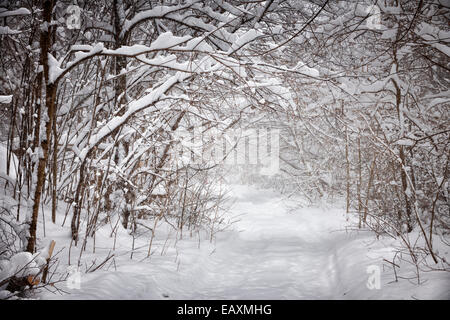 Sentiero innevato attraverso la foresta con rami pesanti sotto la neve in inverno blizzard. In Ontario, Canada. Foto Stock