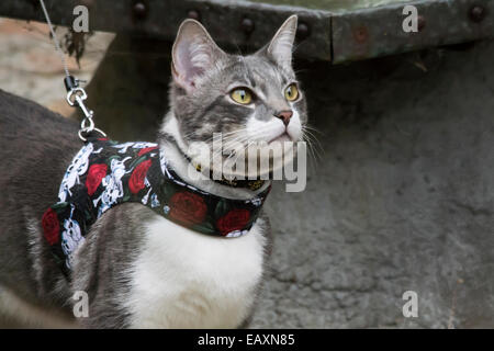 Domestico capelli corti cat prendendo un al guinzaglio a piedi indossando un giubbotto elettrico Foto Stock