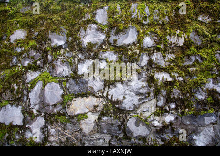 Moss texture su una parete Foto Stock