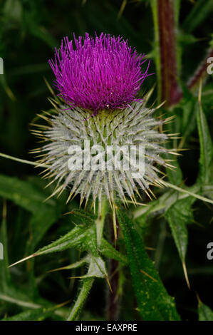 Cirsium vulgare 'Spera Thistle' Foto Stock