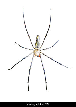 Golden Orb Spider (Nephila pilipes) isolato su sfondo bianco Foto Stock