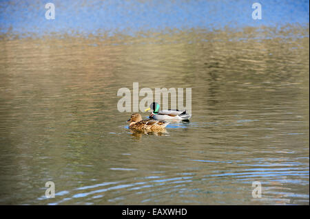 Due anatre sull'acqua Foto Stock